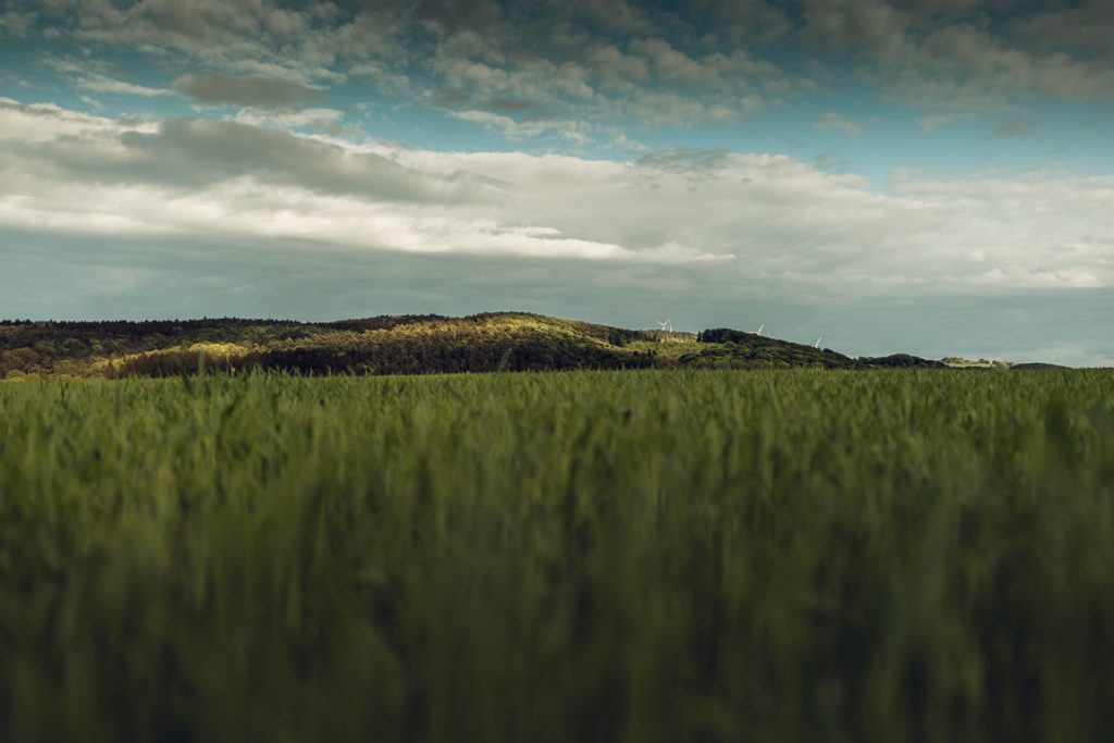 Bilster Berg